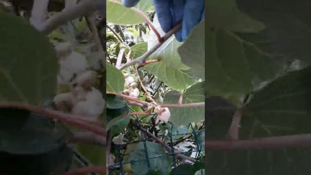 Как цветёт Киви смотреть онлайн