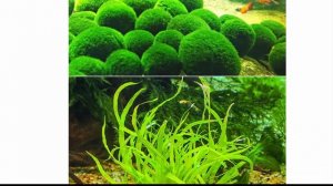 2 см мох Marimo шары живое аквариумное растение водоросли