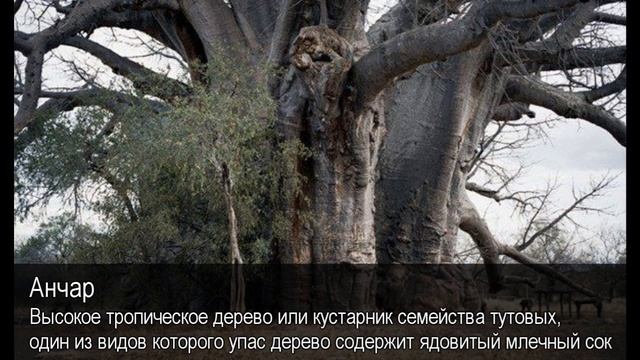 Анчар. Толковый Видеословарь русского языка смотреть онлайн