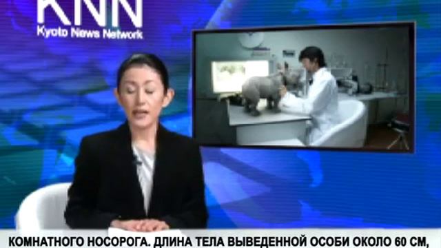 В Японии вырастили домашнего носорога смотреть онлайн