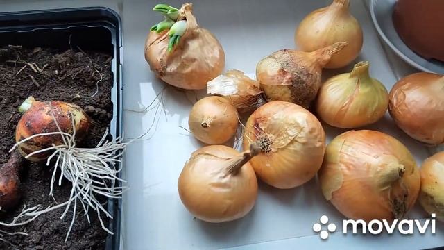 ГРИБЫ подберезовики и рядовка.Лук на зелень. смотреть онлайн