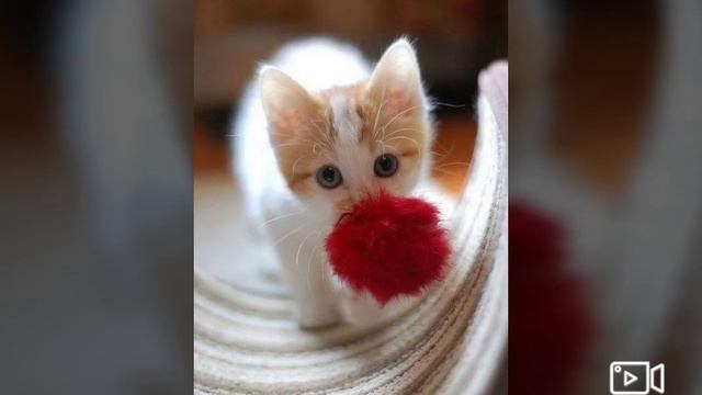 клип про котиков смотреть онлайн