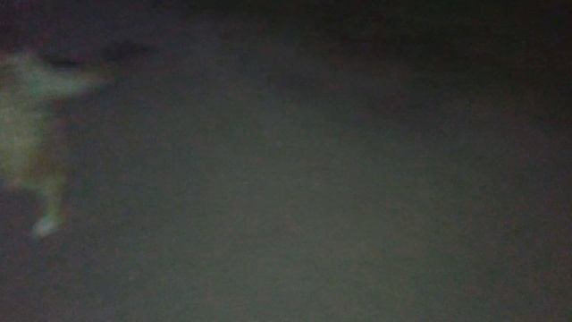 Семья кушает!!!Серушка присоединяется!!! смотреть онлайн