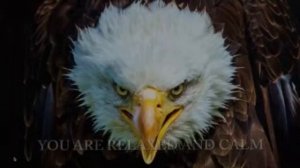 Оригинальная версия. Прокачай свою Альфу. Кремниевая долина.