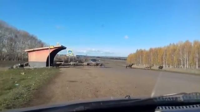 Калтасинский район бараны смотреть онлайн