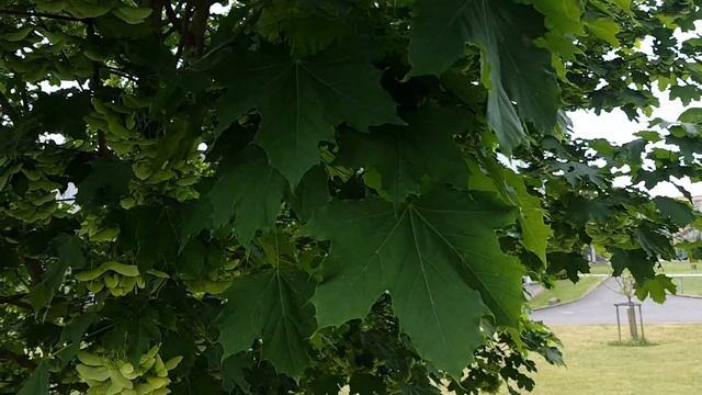 Spitzahorn - Blatt/Blätter - 09.05.18 (Acer platanoides) - Bäume (Blätter) bestimmen смотреть онлайн