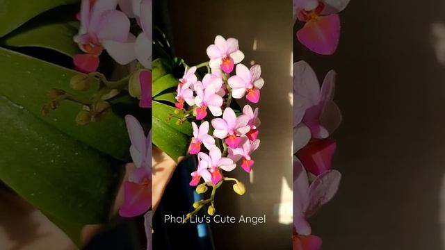Фаленопсис Liu's Cute Angel #shots #orchid #phalaenopsis смотреть онлайн