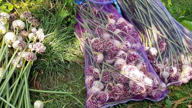 Насіння часнику, збір повітряної бульбочки, сушка. смотреть онлайн