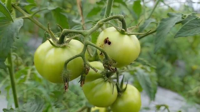 Voliam Flexi Insecticide| Voliam Flexi Kitnashak| Syngenta Voliam Flexi | #voliam_flexi #Insecticid