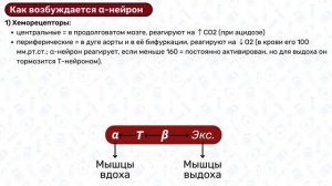 Регуляция дыхания ФИЗИОЛОГИЯ: дыхательные центры, нервная регуляция дыхания, физиология вдоха выдох