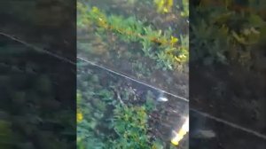 Лучшие изоляторы на электро пастух с пластиковых бутылок!