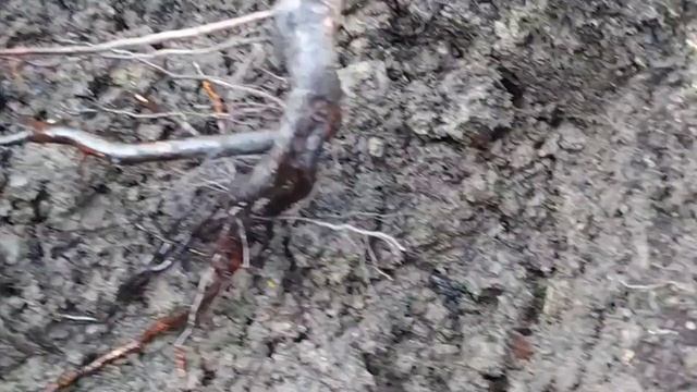 Посадка штамбовой розы. смотреть онлайн