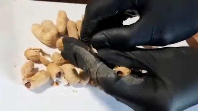 Арахис в скорлупе, жареный Узбекистан смотреть онлайн