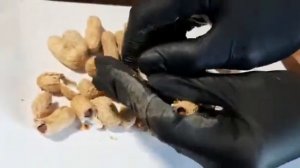 Арахис в скорлупе, жареный Узбекистан