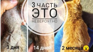 От живодеров в счастливую жизнь.