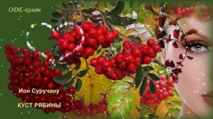 Ион Суручану - Куст рябины