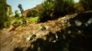 Божья коровка. Гонки