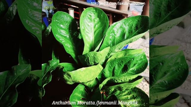 Anthurium Mangkok II Jenmanii II Pagoda смотреть онлайн