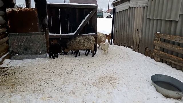 СУПЕР НОЖНИЦЫ ДЛЯ СТРИЖКИ ОВЕЦ.СОЛЬ-ЛИЗУНЕЦ ДЛЯ ОВЕЦ.АЛИСА ВПЕРВЫЕ ГУЛЯЕТ ЗИМОЙ НА УЛИЦЕ смотреть онлайн