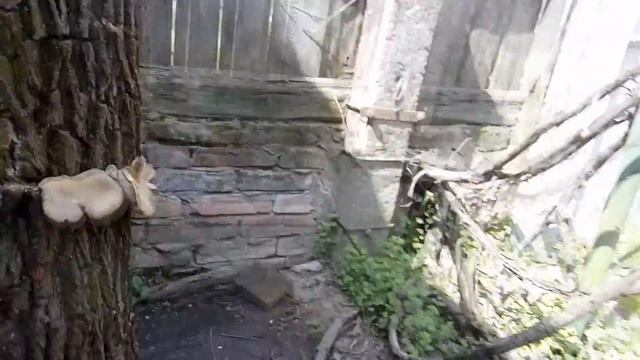 Вешенка вкусный продукт на пнях смотреть онлайн