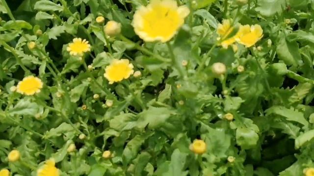 Сладкая как АРБУЗ! Императорская ОВОЩНАЯ Хризантема! смотреть онлайн