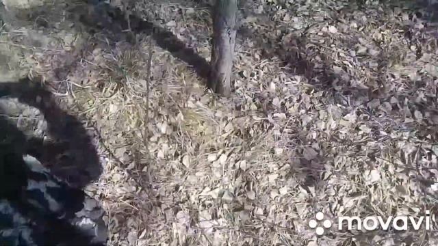 Берёзовый сок 2021 (бонус видео) смотреть онлайн