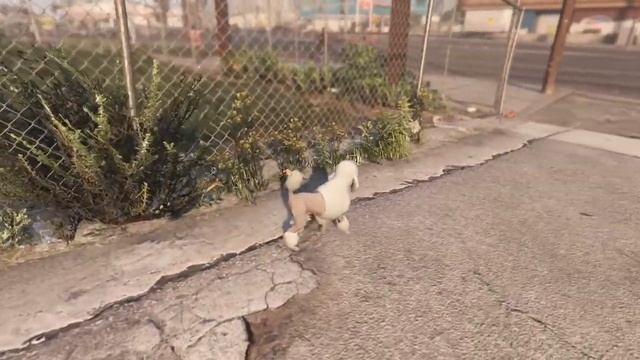 Как превратиться в зверька в GTA 5 смотреть онлайн