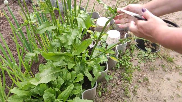 ☘️🍀Подкисление почвы народными средствами 🌳 смотреть онлайн