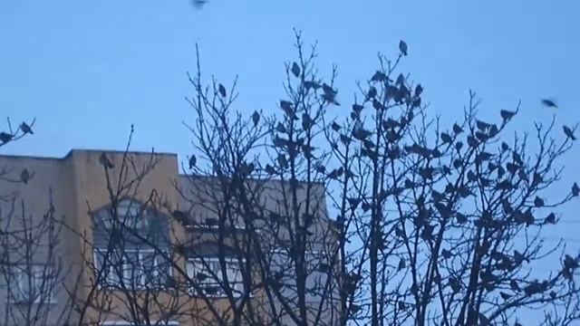 птица дрозд рябинник и как выглядит дрозд рябинник смотреть онлайн