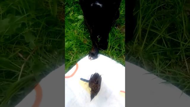 Кане Корсо Маргоша смотреть онлайн