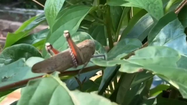 БОГОМОЛ - польза или вред. Опасен ли БОГОМОЛ для человека. смотреть онлайн