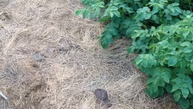 огород без сорняков смотреть онлайн