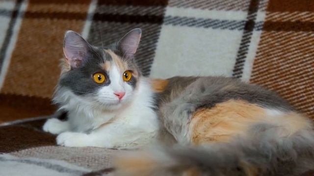 Телевизор TCL 65P637 смотреть онлайн