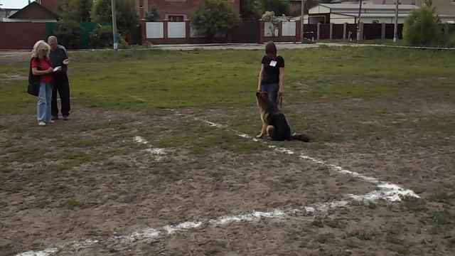 Дебют-1. Морозова Т.А. и Медведица Фом Нордишен Хоф смотреть онлайн