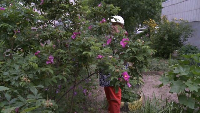 Хабаровчане украшают свои дворы цветами смотреть онлайн