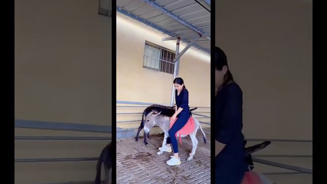 Short ride on small donkey смотреть онлайн