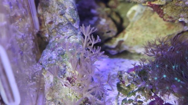 Heteroxenia fuscescens(Ксения пульсирующая) смотреть онлайн