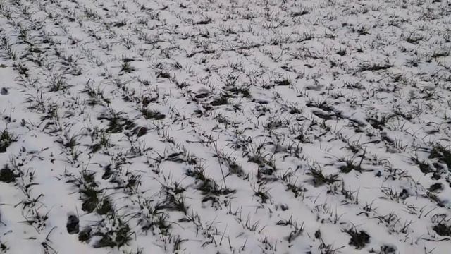 Озима пшениця Гарантія посів сівалкою Сємєато ССМ 27. Підживлення в фазу кущення Регоплант 50мл/га. смотреть онлайн