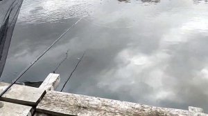 Рыбалка на карпа ранней весной. Стики сработали. Отдых удался. Пруд Коряги. #рыбалканакарпа