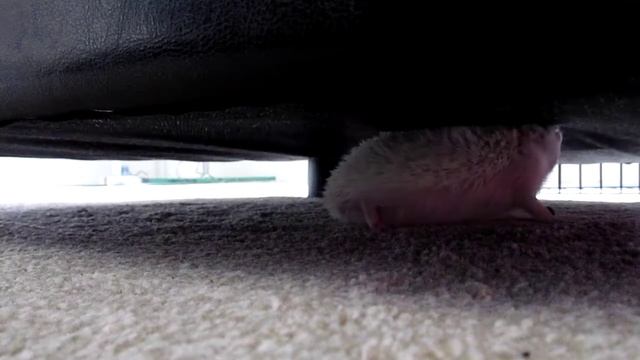 Hector's adventure under the chair смотреть онлайн