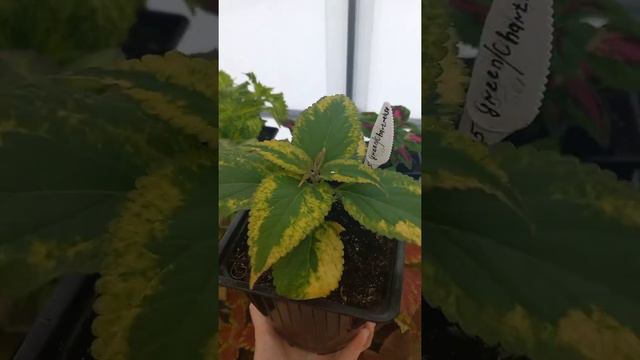 Новинка колеуса. смотреть онлайн