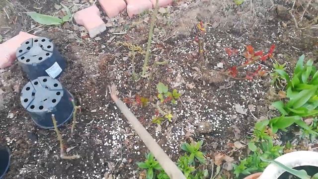 РОЗЫ. Вторая подкормка весной смотреть онлайн