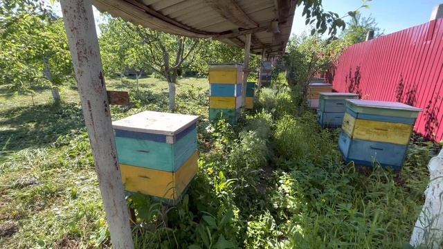 ЧЕМ ОПАСЕН КЛЕЩ АКАРАПИС ДЛЯ МЕДОНОСНЫХ ПЧЁЛ? смотреть онлайн