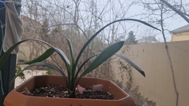 кливии переехали на улицу, цветут после прошлогодней пересадки смотреть онлайн