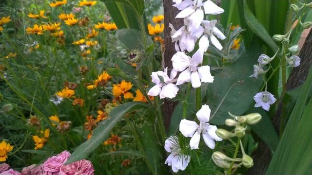 Fırça Çalısı, Havlu püskülü, Hazeran Çiçeği (Callistemon, Deutzia & Delphinium) Balkonbahçemden смотреть онлайн