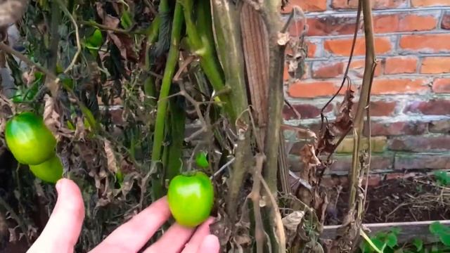 помидоры в ноябре, помидоры в конце осени это возможно! смотреть онлайн