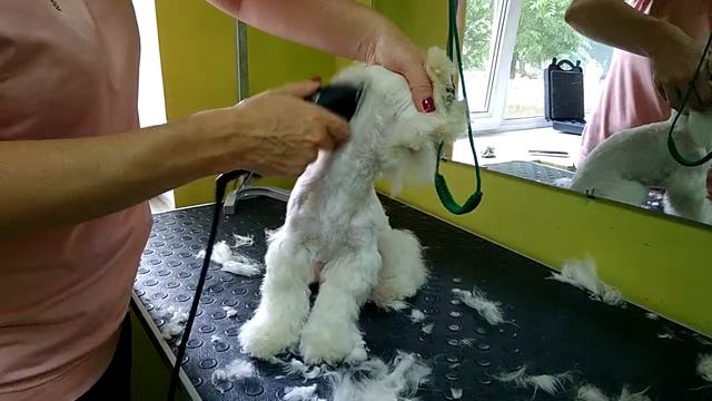 Стрижка мальтийской болонки в салоне DogStar