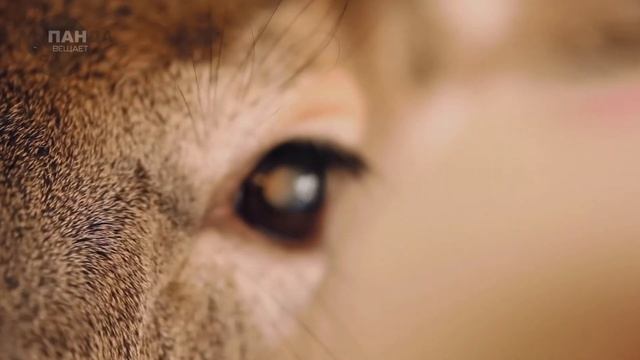 Мужчина спас детёныша косули, а оказалось, что серьезно нарушил закон… смотреть онлайн