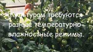 С какими культурами нельзя сажать перец