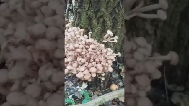 Опята пошли...охота началась смотреть онлайн